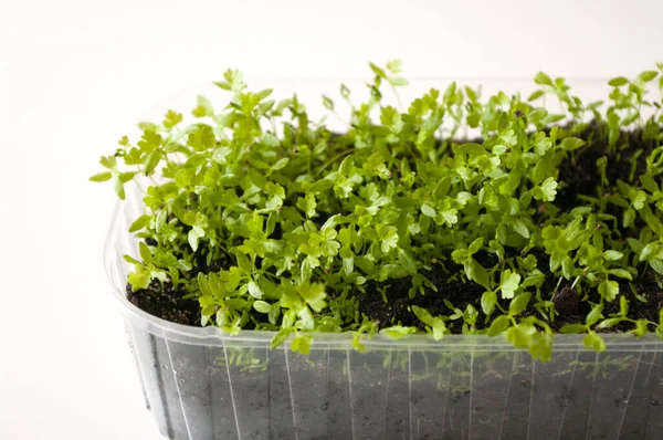 Zöld Kis Csírák Fazékban Növények Erkélykerthez Szelektív Fókusz — Stock Fotó