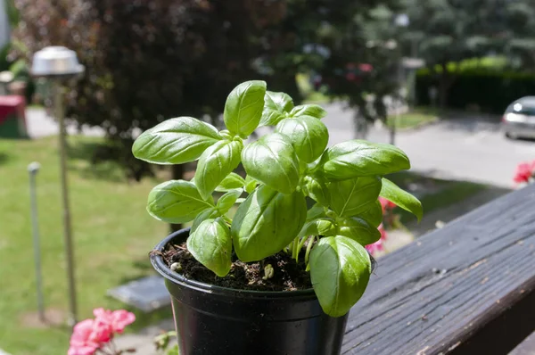 Esrarlı Fesleğen Balkonuna Ekilmiş Bitkilerle Dolu Bahçe Doğal Yiyecek — Stok fotoğraf
