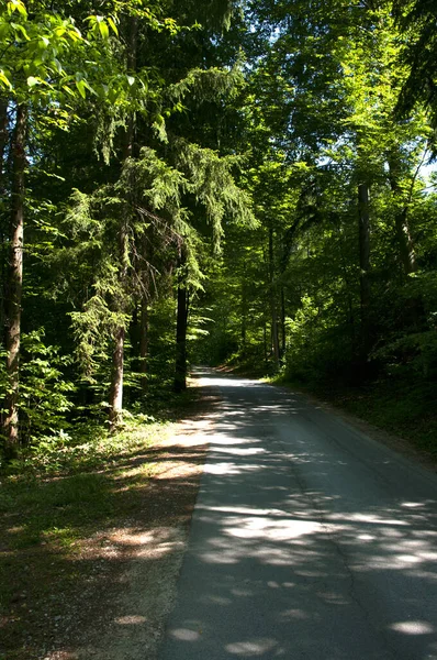 Asphaltstraße Grünen Wald Schatten — Stockfoto