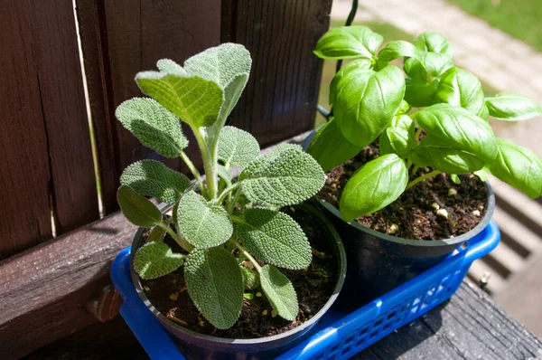 Növényi növények nőnek az erkélyen, rozmaring és bazsalikom. Organikus kert otthon. Cserepes. — Stock Fotó