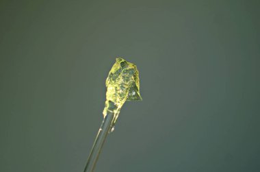 yeşil Aloe vera yüz jölesi cam bir çubukta, yakın plan