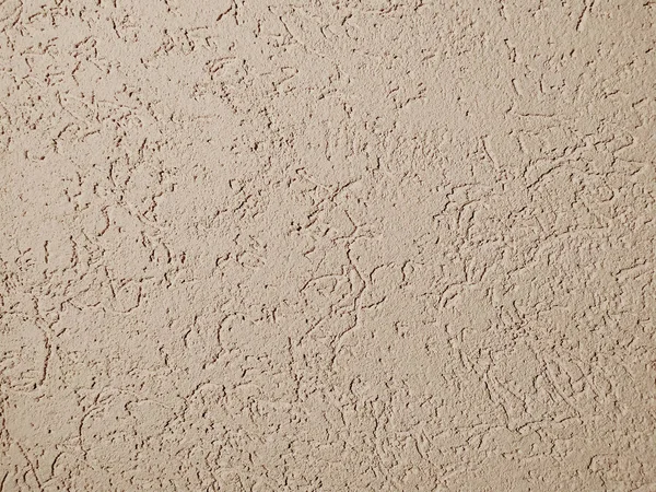 Plaster bark beetle beige close up — Stock Image Plaster Bark Beetle Beige Close Royalty Free Stock Photos