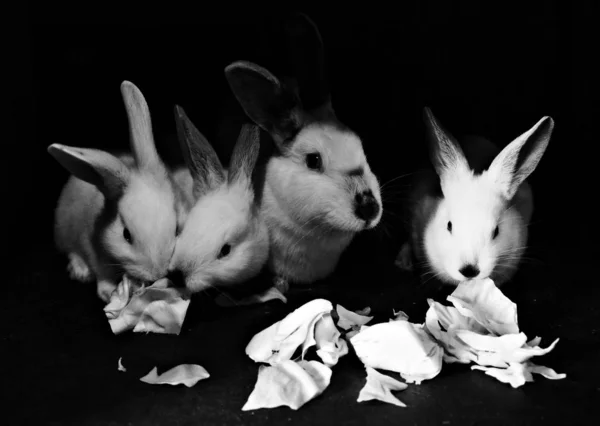 white rabbit and baby rabbits, on a dark background, eating cabbage, black and white photo