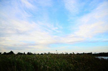 Beyaz bulutlu güzel mavi gökyüzü, yeşil çimen tarlası