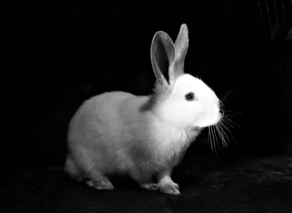 Белый Кролик Темном Фоне Крупным Планом Черно Белое Фото — стоковое фото