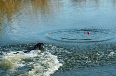 Siyah bir köpek gölde kırmızı bir top yakalar.