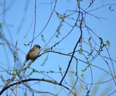 Serçe mavi gökyüzüne karşı bir ağaç dalında oturuyor.