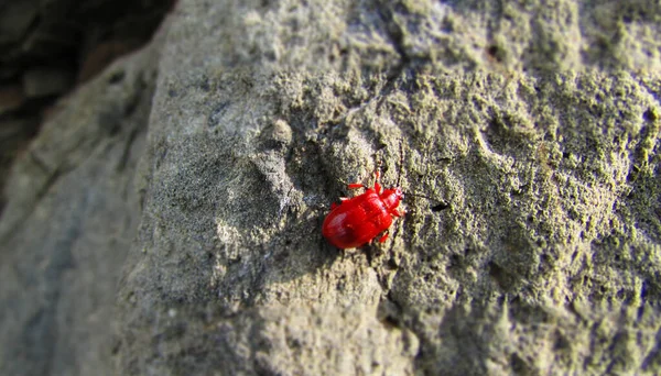 Escarabajo Rojo Lirio Lilioceris Lilii Sobre Fondo Piedra Primer Plano — Foto de Stock