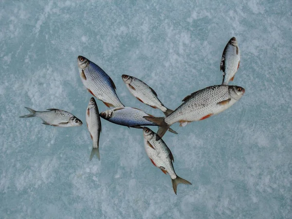 Hóval Borított Jégen Heverő Pontyok Közelről Halászat Jogdíjmentes Stock Fotók