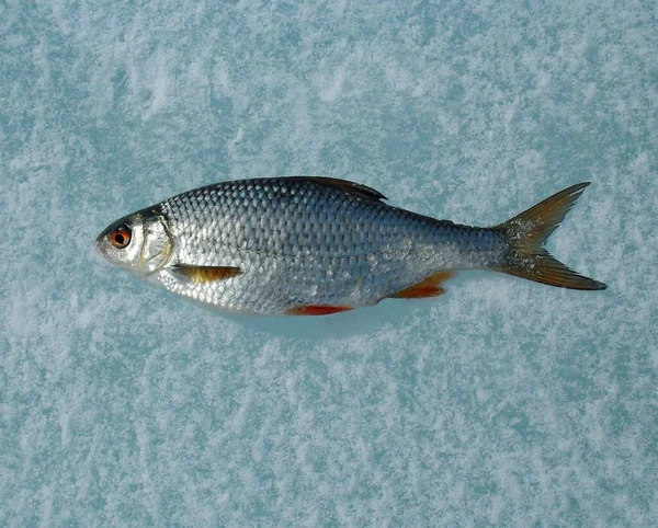 Fresh Crucian Fish Catch Ice Background Close — Stock Photo, Image