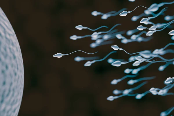 Sperm ve yumurta hücresi. Döllenme kavramı. 3D render illüstrasyon. — Stok fotoğraf