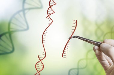El Dna dizisi ekleme. Genetik mühendisliği, GDO ve 