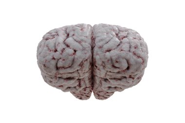 Beyaz arka plan üzerinde izole insan beyninin ön görünüm. 3D rende