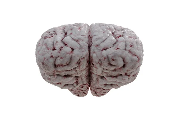 Θέα μπροστά στον ανθρώπινο εγκέφαλο που απομονώνονται σε λευκό φόντο. 3D rende — Φωτογραφία Αρχείου