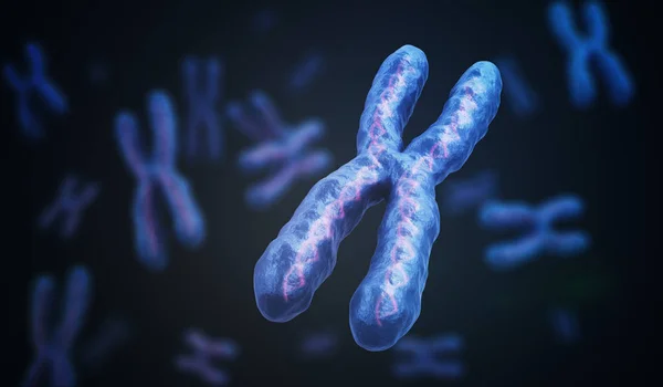 X Chromosomes with DNA molecules. Genetics concept. 3D rendered — Stock Photo, Image