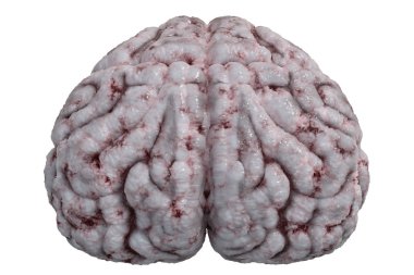 Beyaz arka plan üzerinde izole insan beyninin ön görünüm. 3D rende