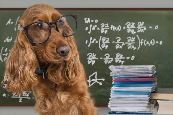 Anjing lucu pintar memakai kacamata. Persamaan Matematika pada blackboar — Stok Foto