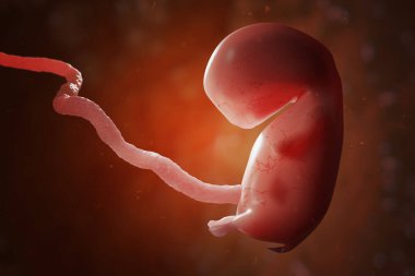 İnsan embriyosu ya da plasentalı fetüs. Ivf ve yapay döllenme