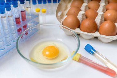 Gıda kontrol konsepti. Laboratuvarda yumurta sarısı..