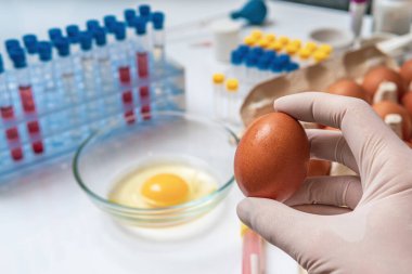 Yemek kalitesi testi konsepti. Bilim adamı yumurtayı elinde tutuyor.
