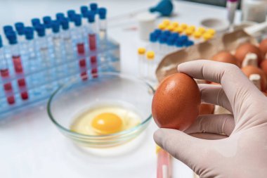 Food quality testing concept. Scientist is holding egg in hand i clipart