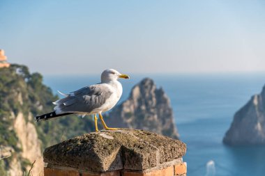 Martı kuşu denizin yakınında duruyor. Arkaplanda kayalıklar.