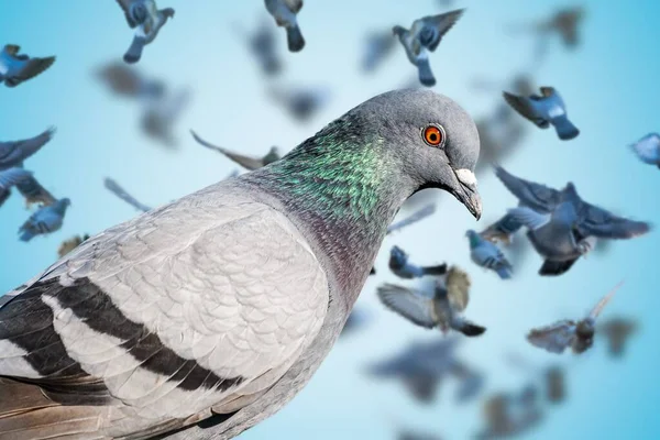 鳩の目を閉じて 背景に多くのハトが飛んでいる — ストック写真