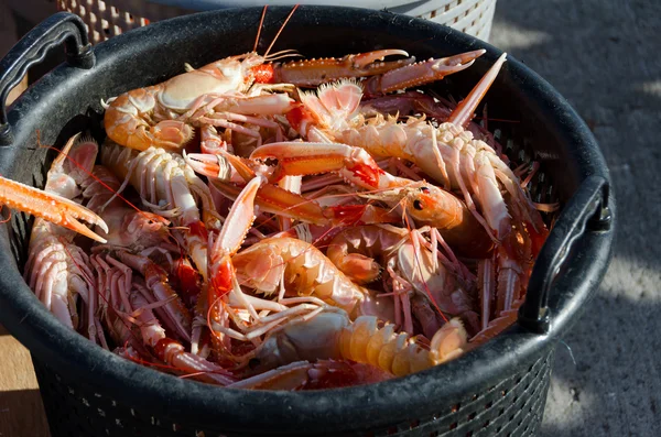 One basket full of norway lobster — Stock Photo, Image