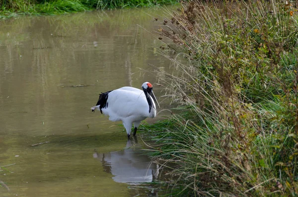 Red-crowned crane standing in the water Stock Photo