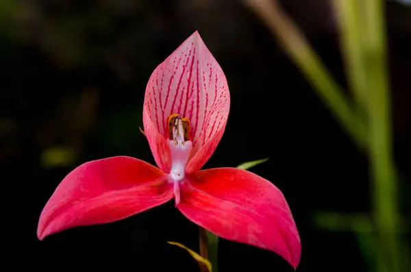 Una orquídea roja encantadora de asia — Foto de Stock