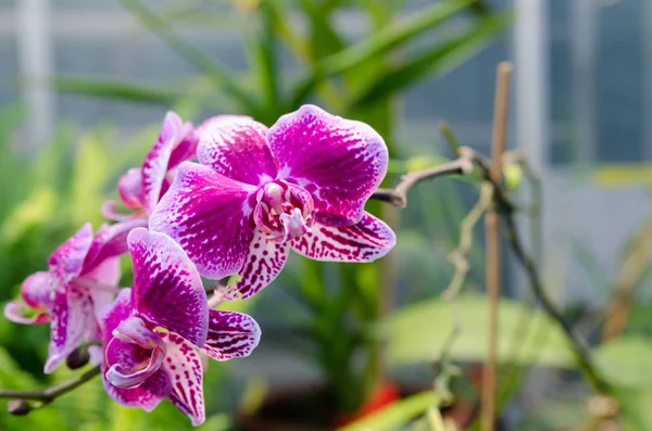 Una orquídea roja encantadora de asia — Foto de Stock