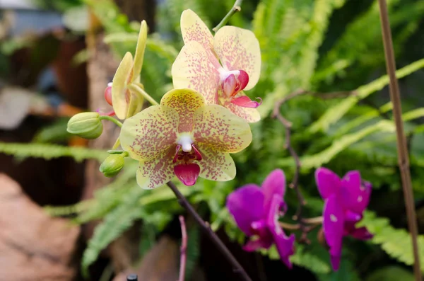 One lovely yellow orchid from asia — Stock Photo, Image