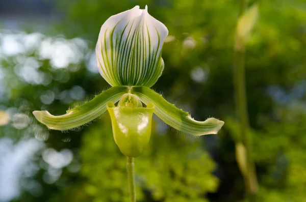 Een mooie groene orchidee uit Azië Stockfoto