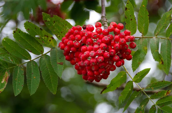 Veel rowanberry op de boom rood en mooi Rechtenvrije Stockfoto's