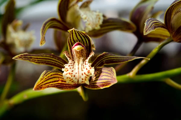 Una orquídea marrón y verde encantadora — Foto de Stock