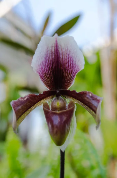Una orquídea púrpura oscura encantadora de asia — Foto de Stock