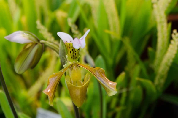 Una orquídea marrón y verde encantadora — Foto de Stock