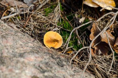 forrest bir yalnız mantar