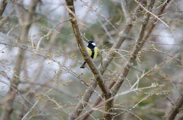 Um grande tit sentado na árvore — Fotografia de Stock