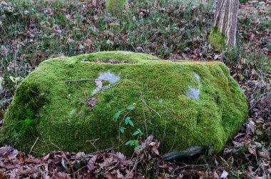 forrest moss tam bir büyük taş