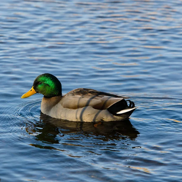 一个美丽绿头野鸭男性在水里游泳 — 图库照片