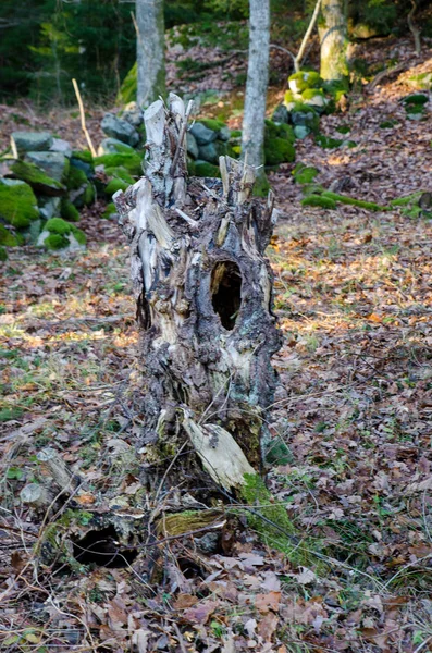 Ein alter Stummel im Wald — Stockfoto