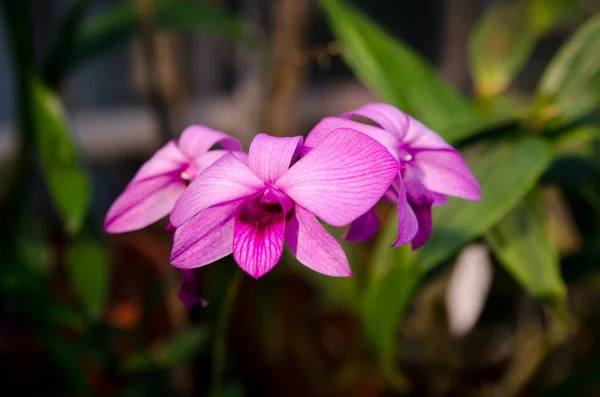 Una orquídea rosada encantadora de asia — Foto de Stock