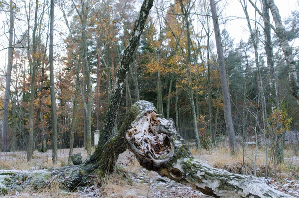 Uno cayó tres en el bosque —  Fotos de Stock