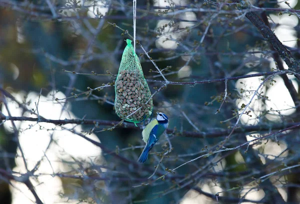 Ένα μικρό όμορφο πουλί είναι ένα μπλε tit — Φωτογραφία Αρχείου