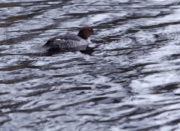 Een eenzame goldeneye vrouwelijke zwemmen — Stockfoto