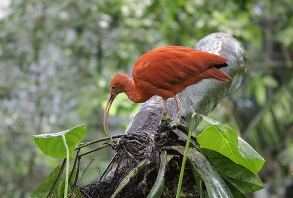 Ένα όμορφο κόκκινο ibis στέκεται σε ένα δέντρο — Φωτογραφία Αρχείου