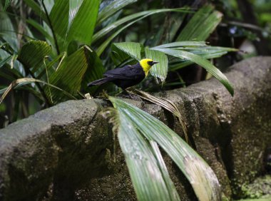 bir siyah ve sarı egzotik kuş