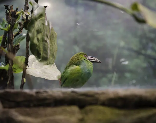 Ένα εξωτικό πράσινο πουλί που κάθεται σε έναν βράχο — Φωτογραφία Αρχείου