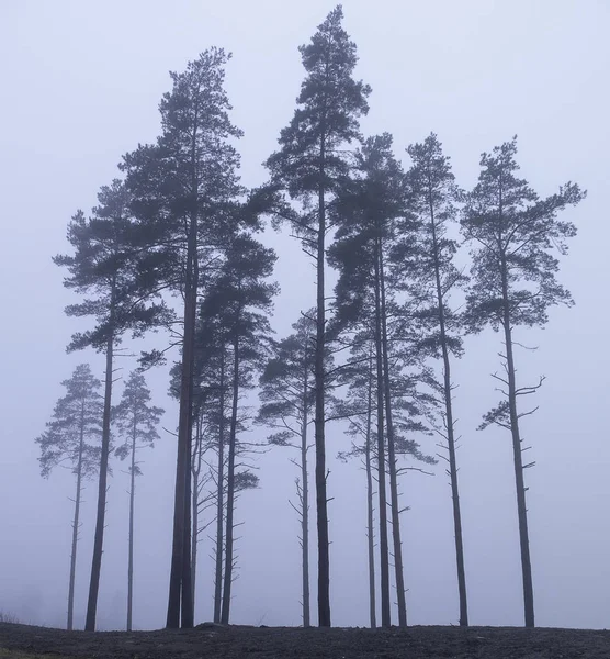 Qualche vecchio albero nella nebbia — Foto Stock